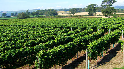 Vineyard Tour  Wine Tasting And Afternoon Tea For Two At Kerry Vale Vineyard