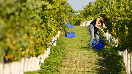 Vineyard Tour  Wine Tasting And Lunch For Two At Stopham Vineyard  West Sussex
