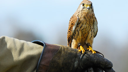 Bird Of Prey Experience For Two In The Cotswolds