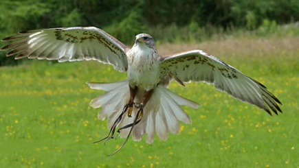 Bird Of Prey Falconry Day In Northumberland