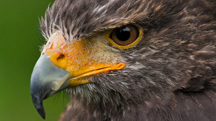 Bird Of Prey Falconry Experience In Bedfordshire