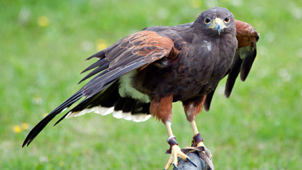 Bird Of Prey Falconry Experience In Oxfordshire