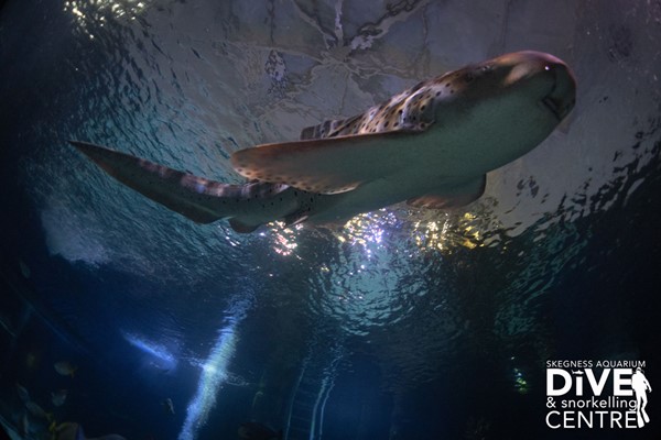 Diving With Sharks Experience At Skegness Aquarium - Special Offer