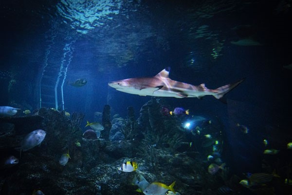 Diving With Sharks Experience For Two At Skegness Aquarium