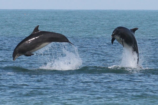 Dolphin Watching For Two