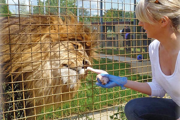 Entry To Linton Zoo With A Big Cat Meet And Feed For One