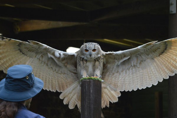 Entry To The Scottish Owl Centre For Two Adults - Kids Go Free