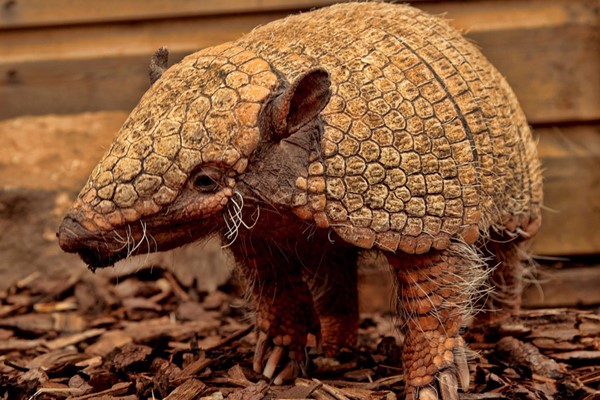 Exotic Zoo Entry And A 30 Minute Armadillo Experience For Two