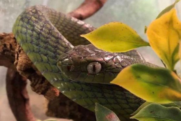 Exotic Zoo Entry And A One Hour Deadly Reptile Experience For Two