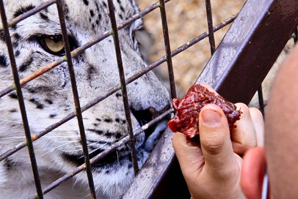 Feed Big Cats By Hand Experience At Paradise Wildlife Park