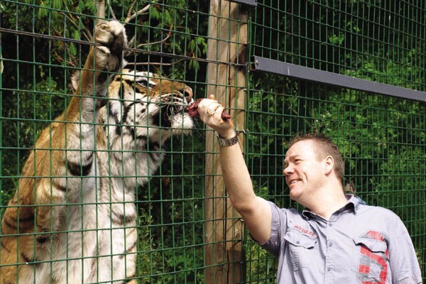 Feed The Big Cats By Hand At Paradise Wildlife Park - Weekdays