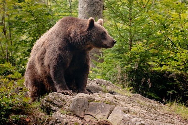 Four Night Bear Tracking Adventure In Romania