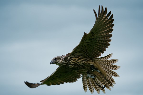 Full Day Falconry Experience At The Falconry School