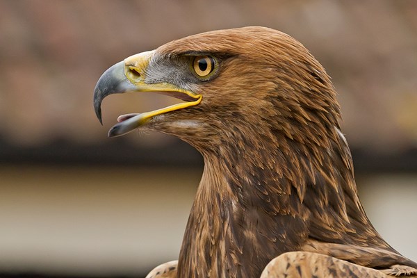 Half Day Falconry Experience For Two