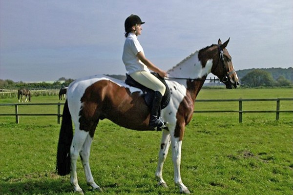Horseriding For Two At Halsall Riding Centre