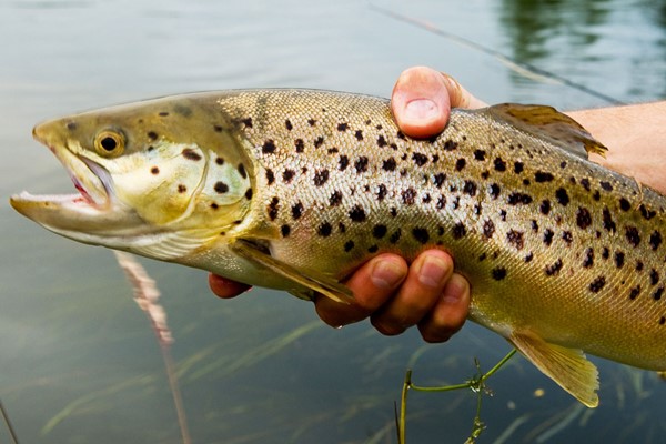 Introduction To Trout Fly Fishing Experience For One