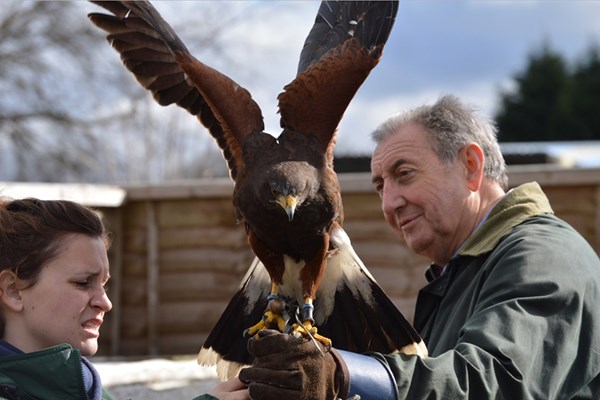 Keeper For A Day For Two At Willows Bird Of Prey Centre