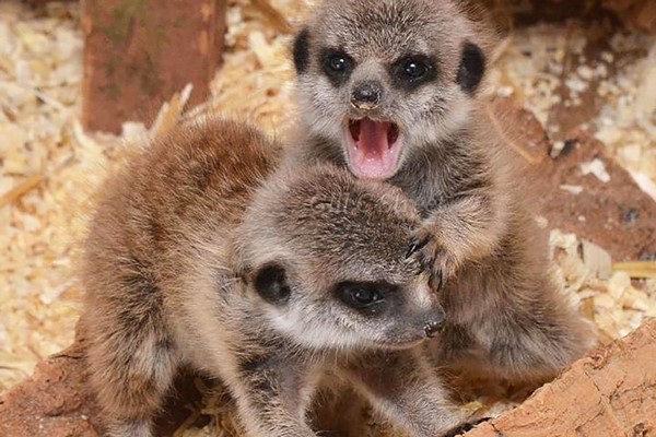 Meerkat Encounter For Two Adults And Two Children At The Animal Experience  Weekdays