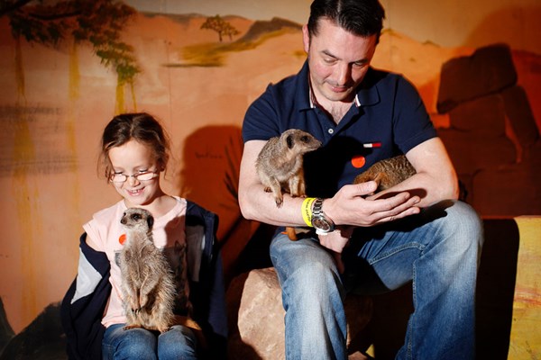 Meerkat Experience For Two Adults And Two Children At Hoo Farm Animal Kingdom
