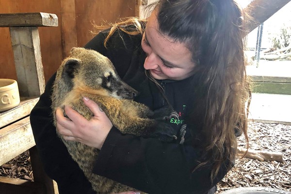 Meet The Coati Experience For Two At The Animal Experience