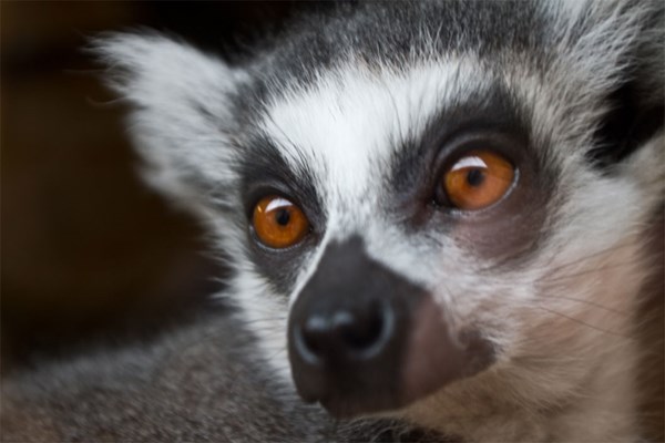 Meet The Lemurs And Afternoon Tea For Two At Kirkley Hall Zoo