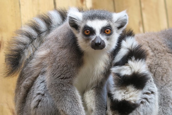 Meet The Lemurs Experience For Two At Ventura Wildlife Park