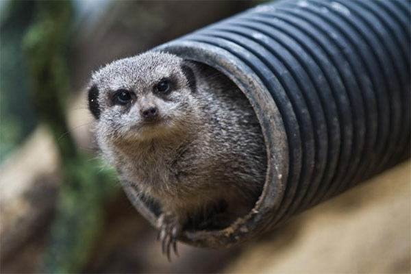 Meet The Meerkats And Afternoon Tea For Two At Kirkley Hall Zoo