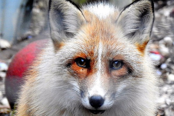 Meet The Red Fox With Lunch For Two At Ark Wildlife Park