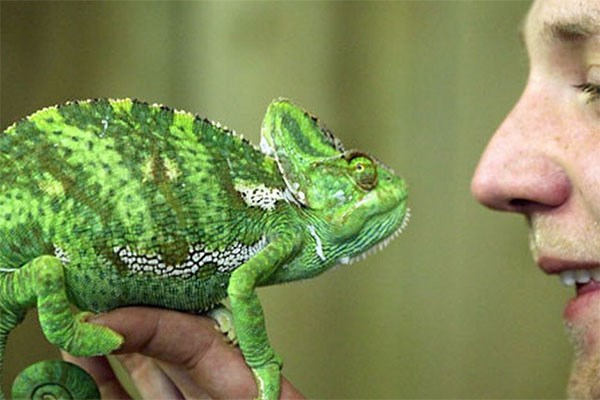 Meet The Reptiles And Afternoon Tea For Two At Kirkley Hall Zoo