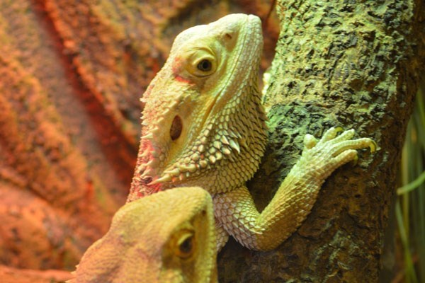 Meet The Reptiles For One At Paradise Wildlife Park