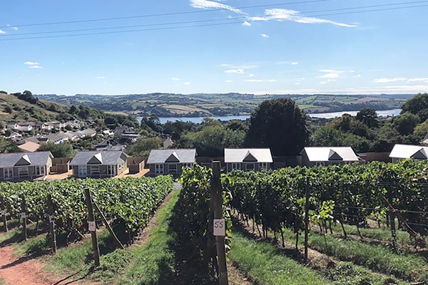 Old Walls Vineyard Tour And Tasting In Devon With Lunch For Two
