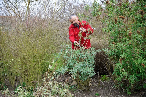 Online Essential Pruning For Gardeners Course In A Virtual Classroom
