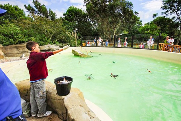 Penguin Feeding Experience At Drusillas Zoo Park