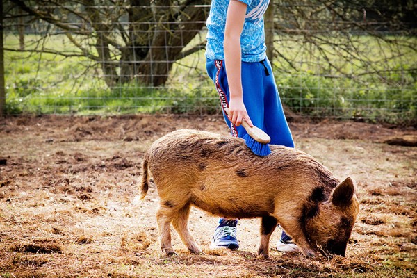 Piggy Pet And Play For Two At Kew Little Pigs