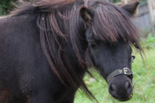 Pony Grooming Experience For Two At Animal Rangers