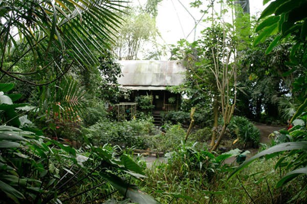 Rainforest Biome Private Tour For Two At The Eden Project