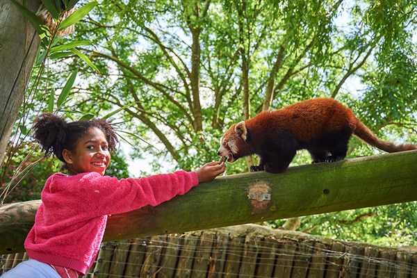Red Panda Encounter At Drusillas Zoo Park