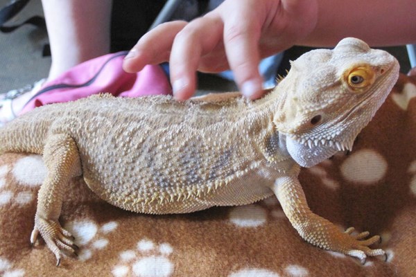 Reptile And Bug Experience For Two At Animal Rangers
