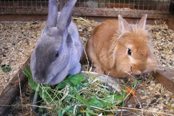 Small Animal Handling And Grooming Experience For Two At Animal Rangers