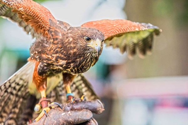 Two Hour Birds Of Prey Experience For One At Cjs Birds Of Prey