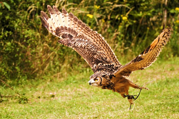 Two Hour Birds Of Prey Experience For Two At Cjs Birds Of Prey