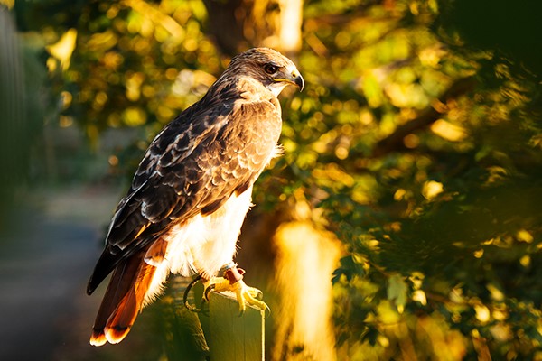 Two Hour Falconry Experience For Two With Coda Falconry