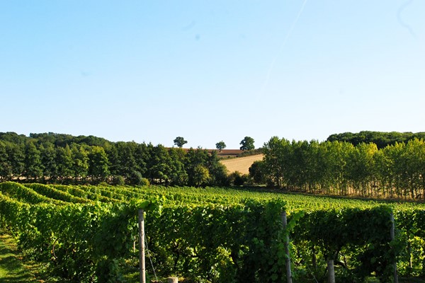 Vineyard Tour And Wine Tasting At Chilford Hall For Two