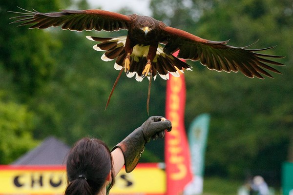 Vip Half Day Owl Or Falconry Experience At Sussex Falconry