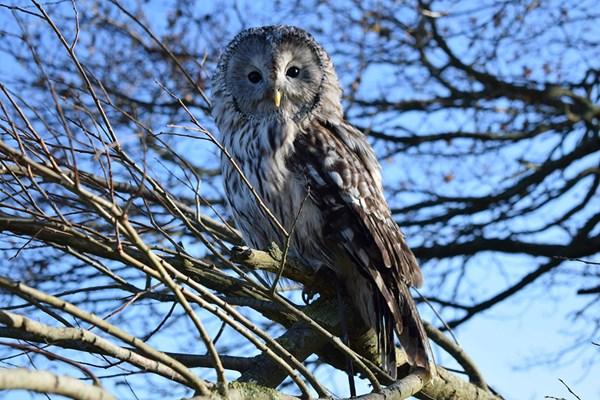 Vip Owl Experience At Sussex Falconry