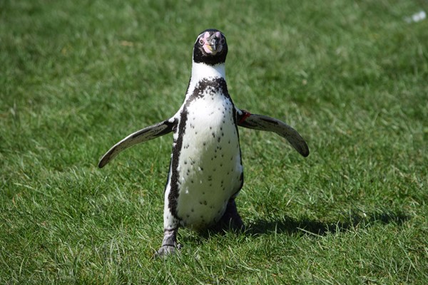 Welsh Mountain Zoo Entry And Humboldt Penguin Experience For Two