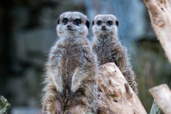 Welsh Mountain Zoo Entry And Meerkat Experience For Two