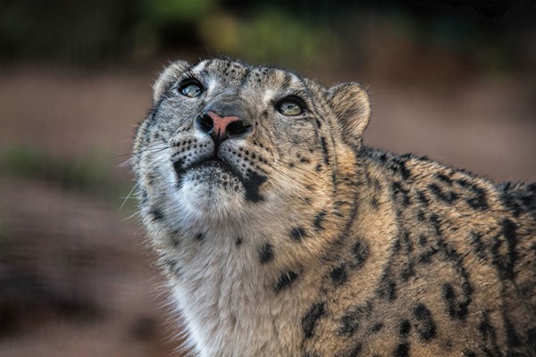 Welsh Mountain Zoo Entry And Snow Leopard Experience For Two