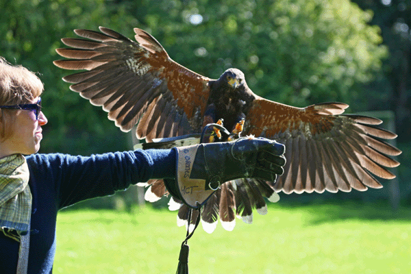 Birds Of Prey Experience In Hampshire