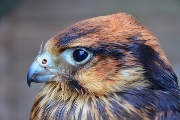 Birds Of Prey Experience With Cream Tea For Two At Willows Bird Of Prey Centre